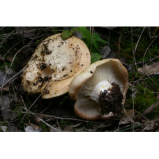 Мицелий Груздя дубового / Рыжик дубовый ( Lactarius insulsus)